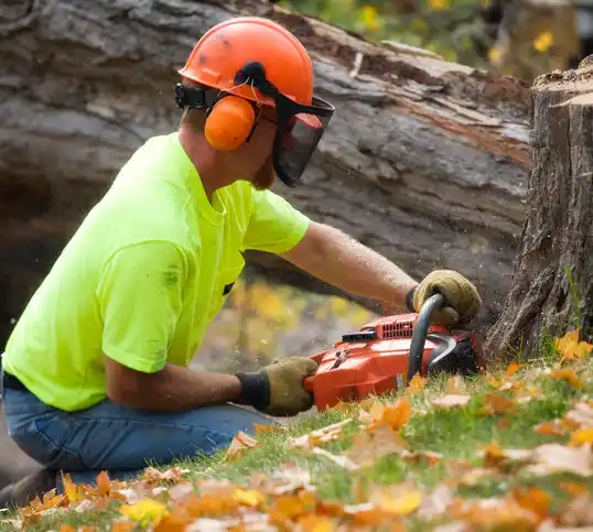 tree services Ravenwood